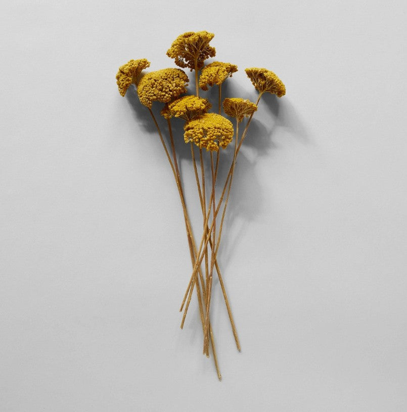 Dried Natural Yarrow