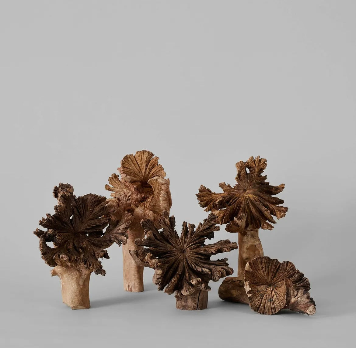Rare Wood Flower
