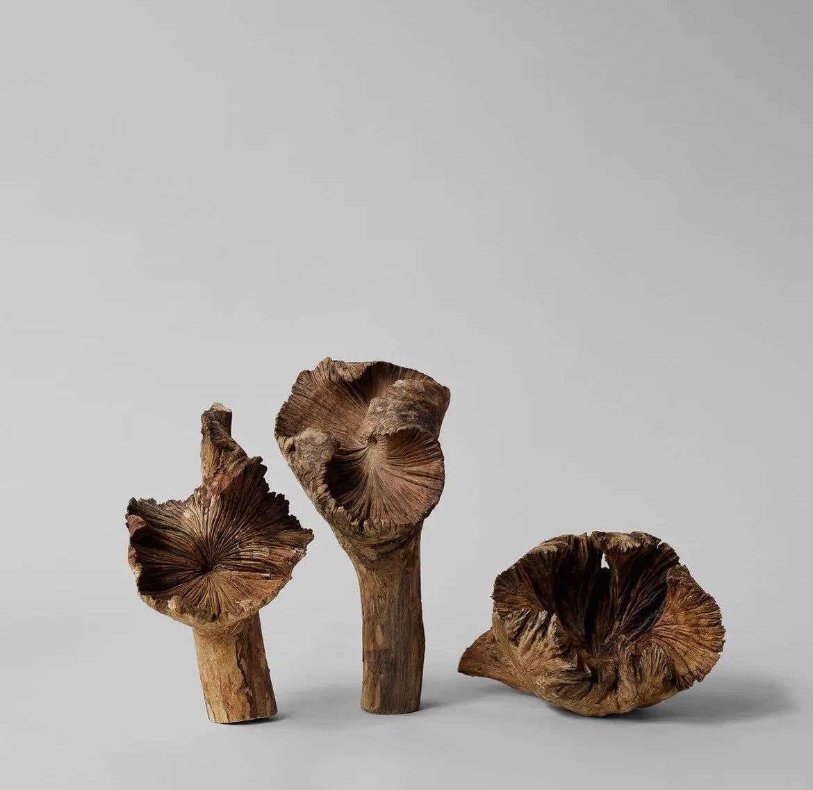 Rare Wood Flower