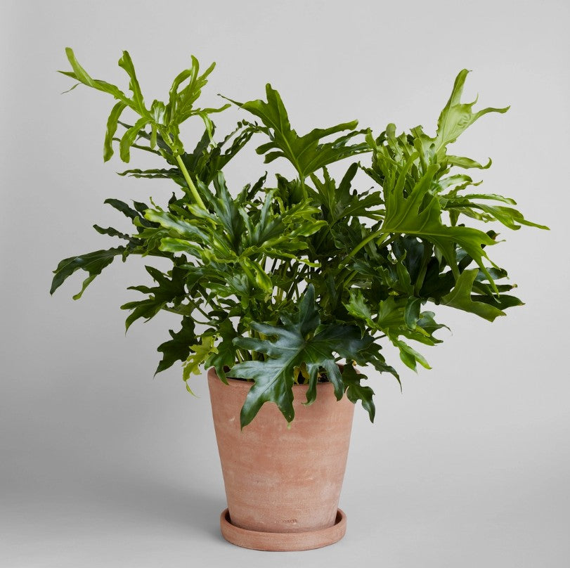 Whitewash Studio Planter