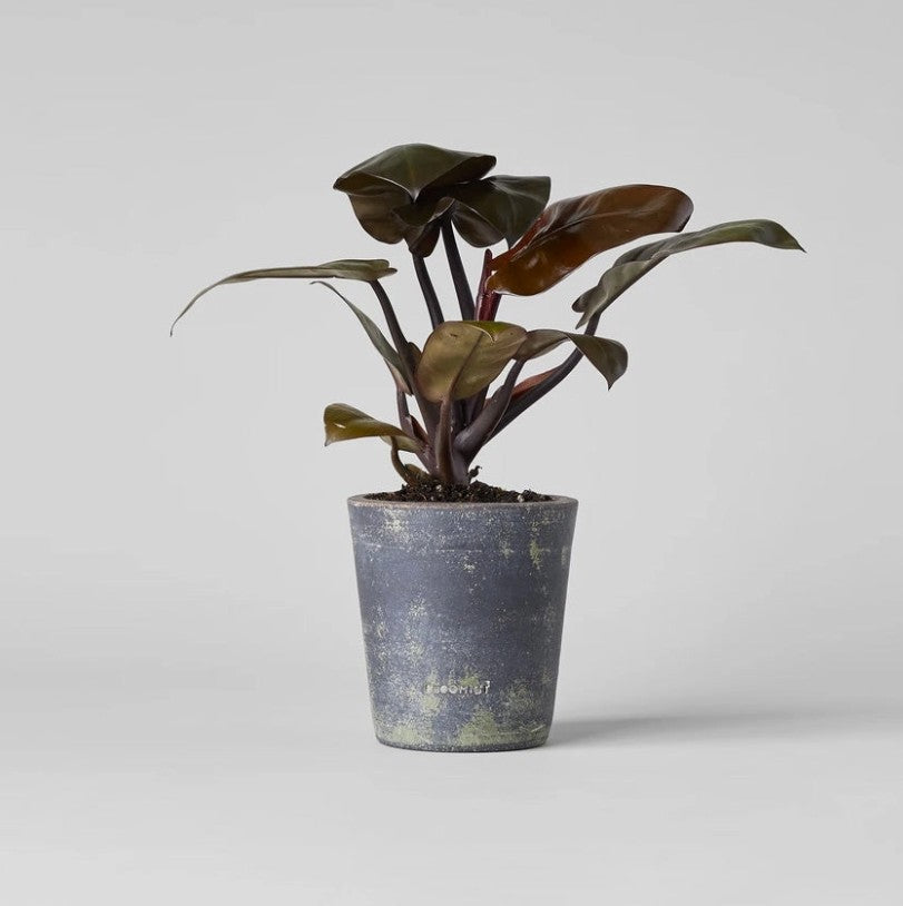 Grey Patina Planter