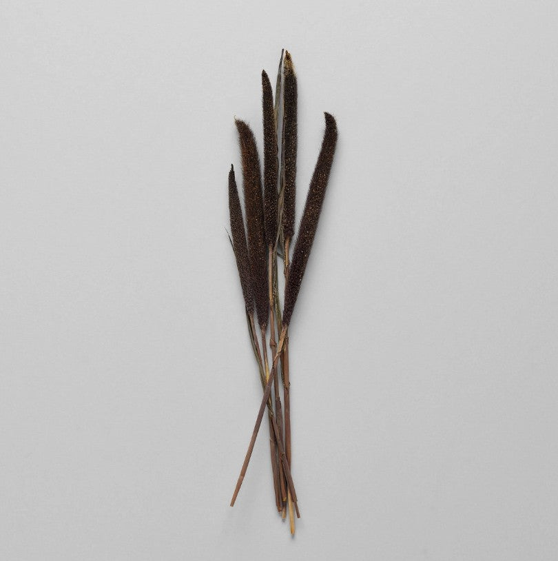 Dried Purple Majesty Millet