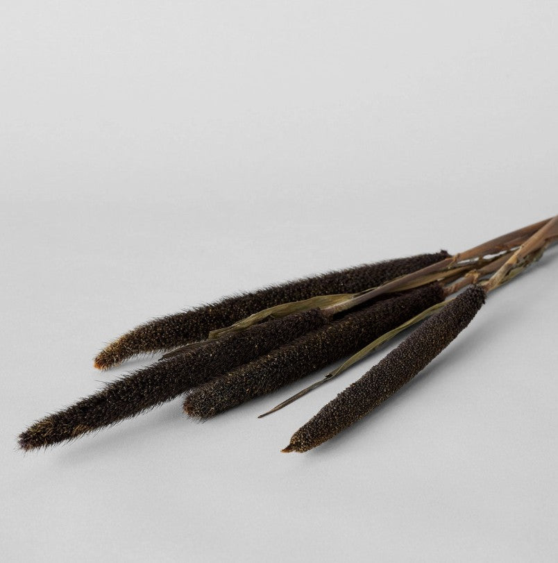 Dried Purple Majesty Millet