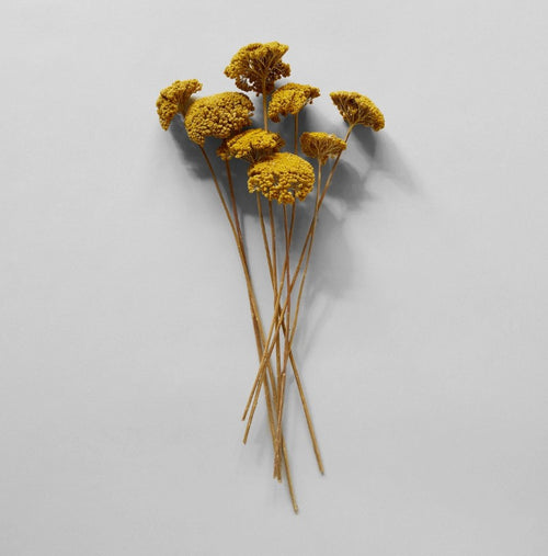 Dried Natural Yarrow