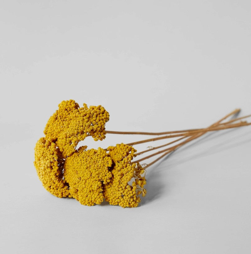 Dried Natural Yarrow